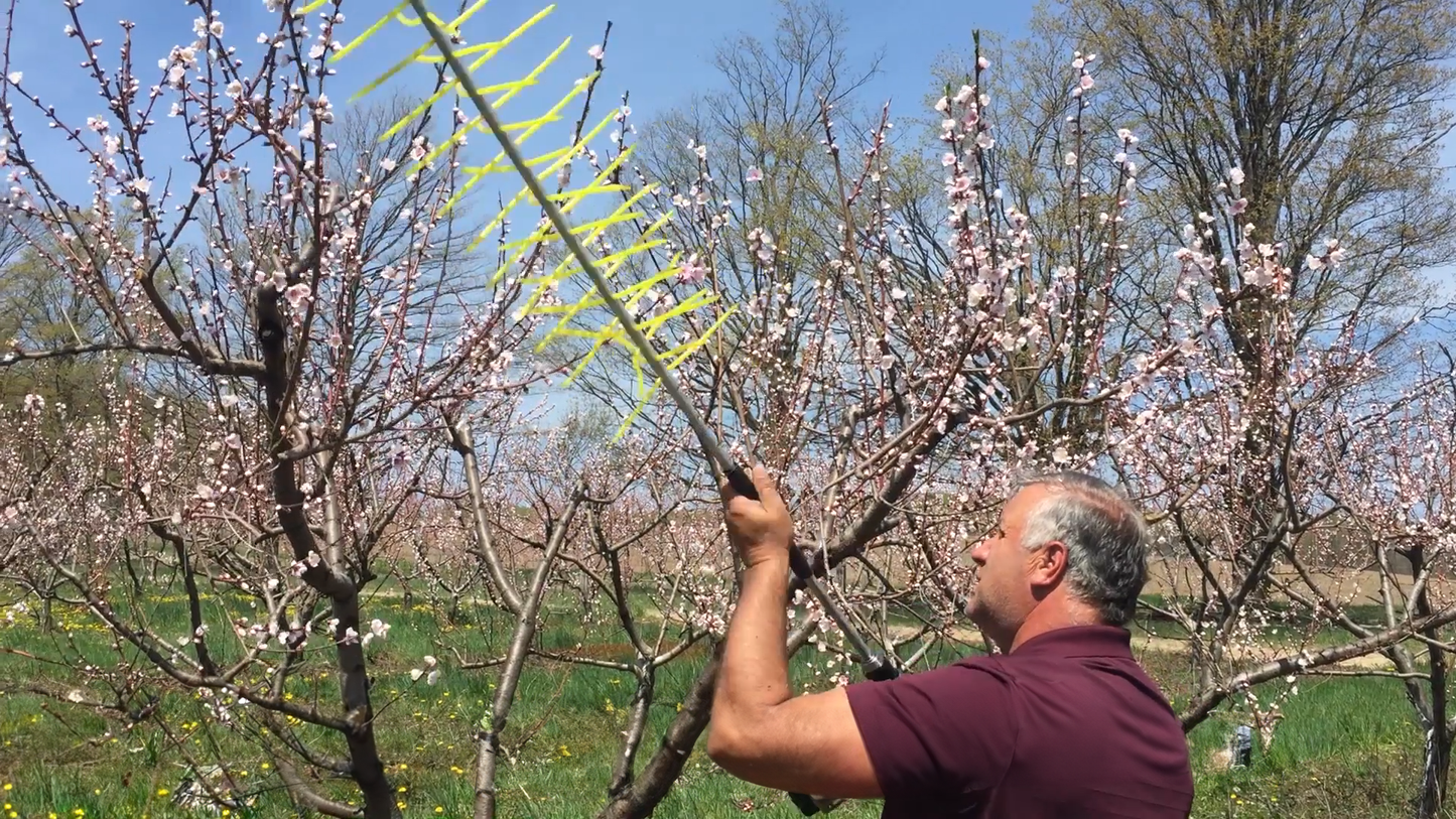 Cinch Multi-Use Blossom Thinner